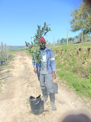 Syzygium Guineense Tall Tree 20lt Water Pear Tree