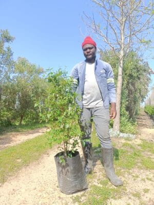 Halleria Lucida 20lt (Tree Fuchsia)