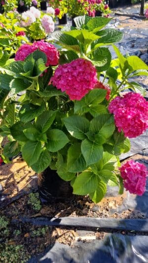 Hydrangea 20lt