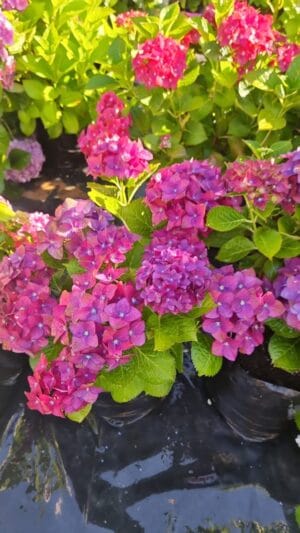 Hydrangea 20lt