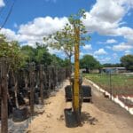 Platanus Acerifolia 50lt Common Name: London Plane Tree