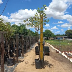 Platanus Acerifolia 50lt Common Name: London Plane Tree