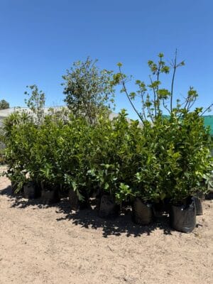 Viburnum Sinensis 50lt