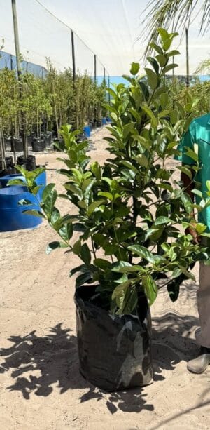 Viburnum Sinensis 50lt