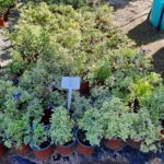Blue Potato Bush Variegated 17cm Pot