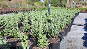 French Lavender White 4lt