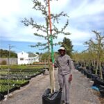 Vachellia Xanthophloea 125lt