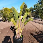 Strelitzia Nicolai 50lt