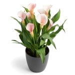Zantedeschia Strawberry Blush Bulbs