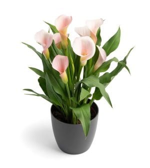 Zantedeschia Strawberry Blush Bulbs