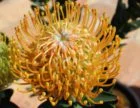 Ayoba Sun Leucospermum (pincushion) 15cm Pot