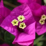 Arnelia Bougainvillea Sharon Wesley 22cm Pot