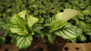 Calathea Orbifolia 14cm Pot