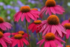 Echinacea PowWow "Wild Berry" 17cm Pot