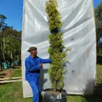 Cypress Swane's Gold 125lt