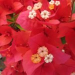 Arnelia Bougainvillea Flame 22cm Pot