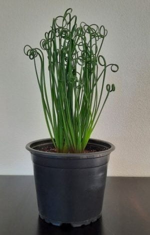 Frizzle Sizzle Plant 12cm Pot