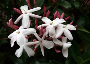 Chinese Jasmine 15cm Pot