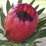 Protea 'Lady Yasmin' PBR 15cm Pot