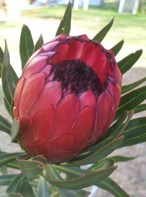 Protea 'Lady Yasmin' PBR 15cm Pot