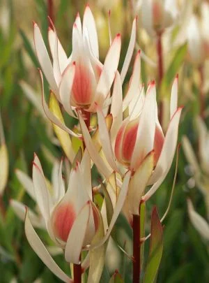 Leucadendron Cream Delight 15cm pot