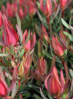 Leucadendron Harlequin 22cm Pot