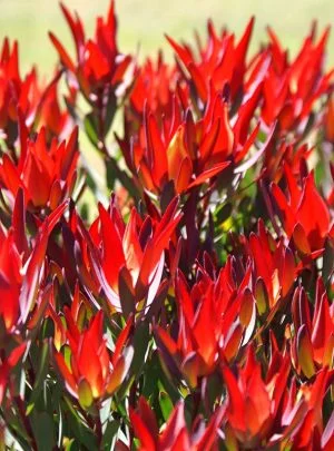 Leucadendron Red Devil 15cm pot