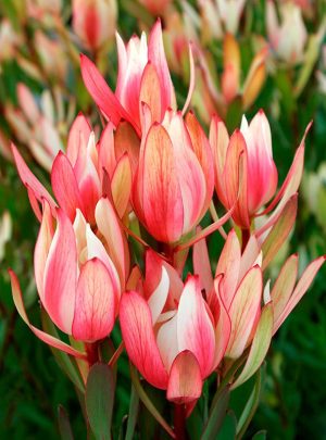 Leucadendron Senorita 15cm pot