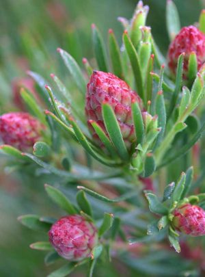 Leucadendron Strawberry Fair 15cm pot