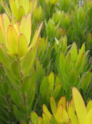 Leucadendron Winter Gold 15cm pot