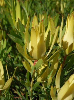 Leucadendron Yellow Devil 15cm pot