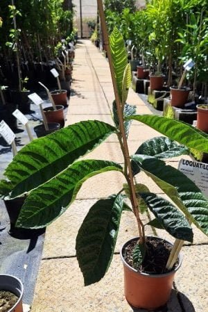 Loquat 19cm Pot