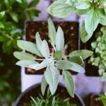 Herb Tray Packs