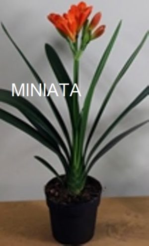 Clivia Miniata Orange 4lt