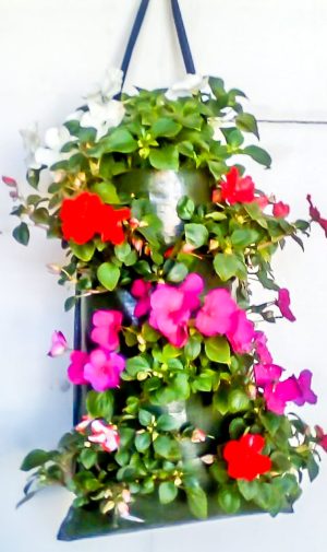 Mobile Garden Impatiens