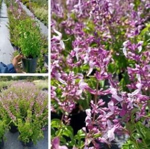 Ocimum Labiatum 15cm Pot