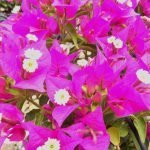 Arnelia Bougainvillea Purple 22cm Pot