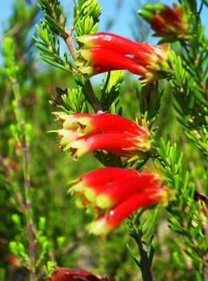 Erica Versicolor 15cm Pot