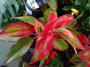 Aglaonema King Of Siam 15cm Pot