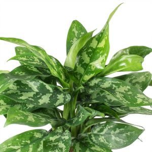 Aglaonema Maria 15cm Pot