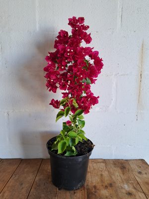 Bougainvillea Brilliant 21cm Pot