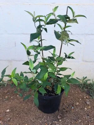 Buddleja Auriculata 21cm Pot