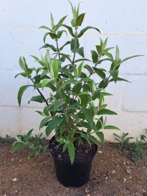 Buddleja Salviifolia 21cm Pot