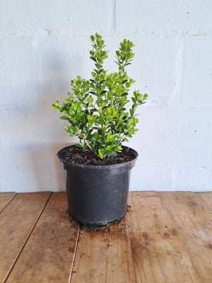 Buxus Faulkner 21cm Pot