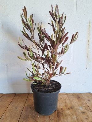 Dodonea Purporea 21cm Pot