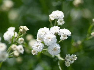 Gypsophila (Baby's Breath) 12cm Pot