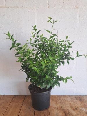 Jasminum Multipartitum 21cm Pot