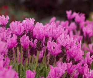 Lavendula Stoechas Pink Flower 15cm Pot