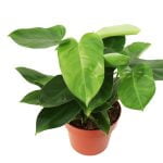 Philodendron Green Emerald 20cm Pot