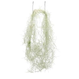 Spanish Moss (Bunch)